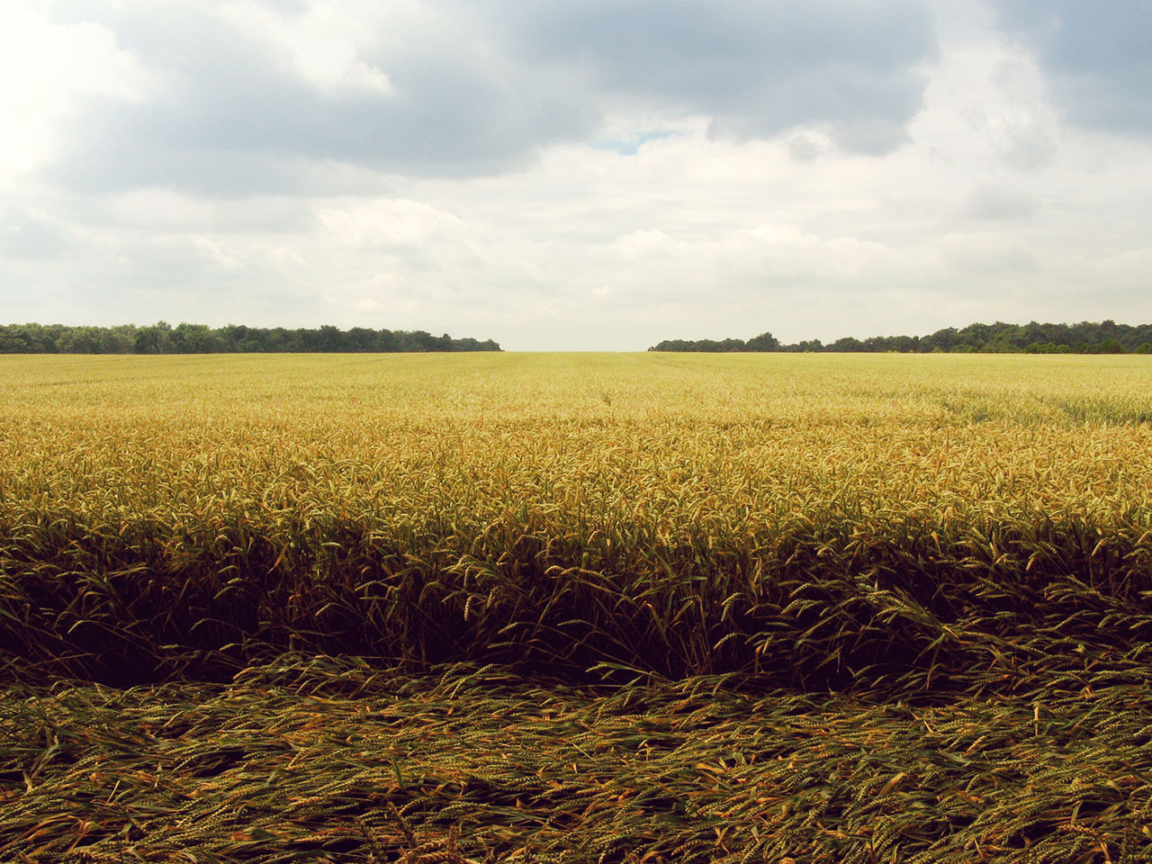 agriculture-endless-field-1561